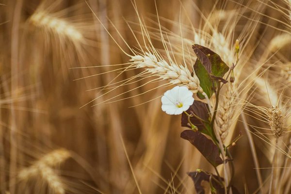 Quelles sont les conséquences des politiques de subventions agricoles sur l'environnement ?