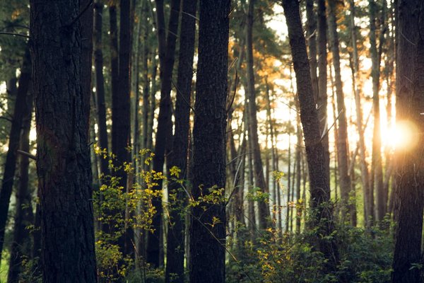 Comment utiliser l'art installation pour discuter de l'environnement et de la durabilité ?