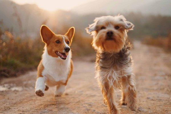 Comment créer un système de garde d'animaux communautaire pour soutenir les propriétaires d'animaux en difficulté ?